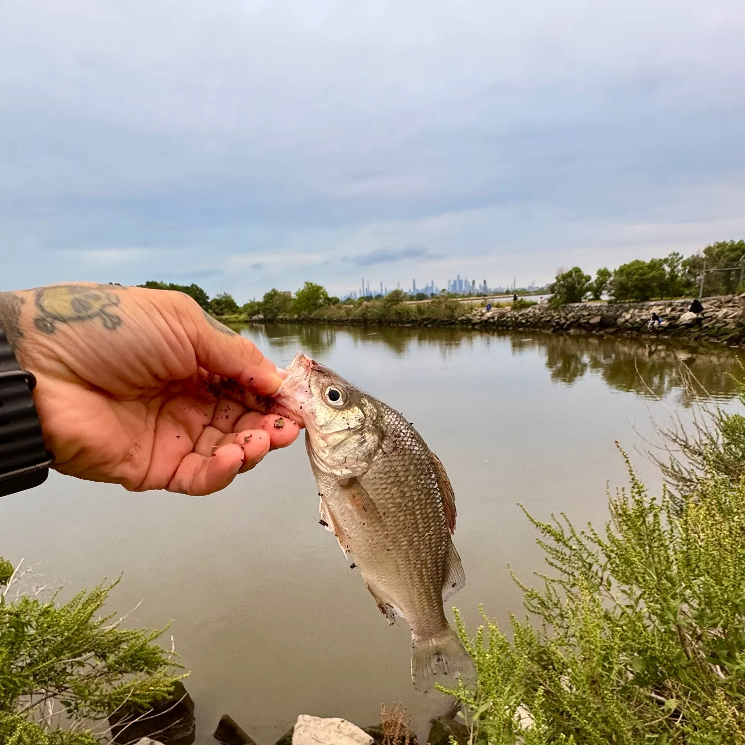 White perch caught on Fishbrain