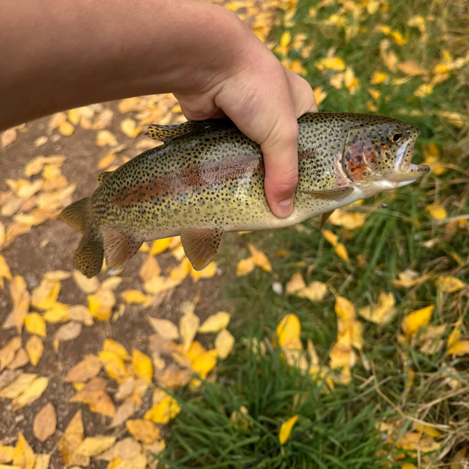 Rainbow trout caught on Fishbrain