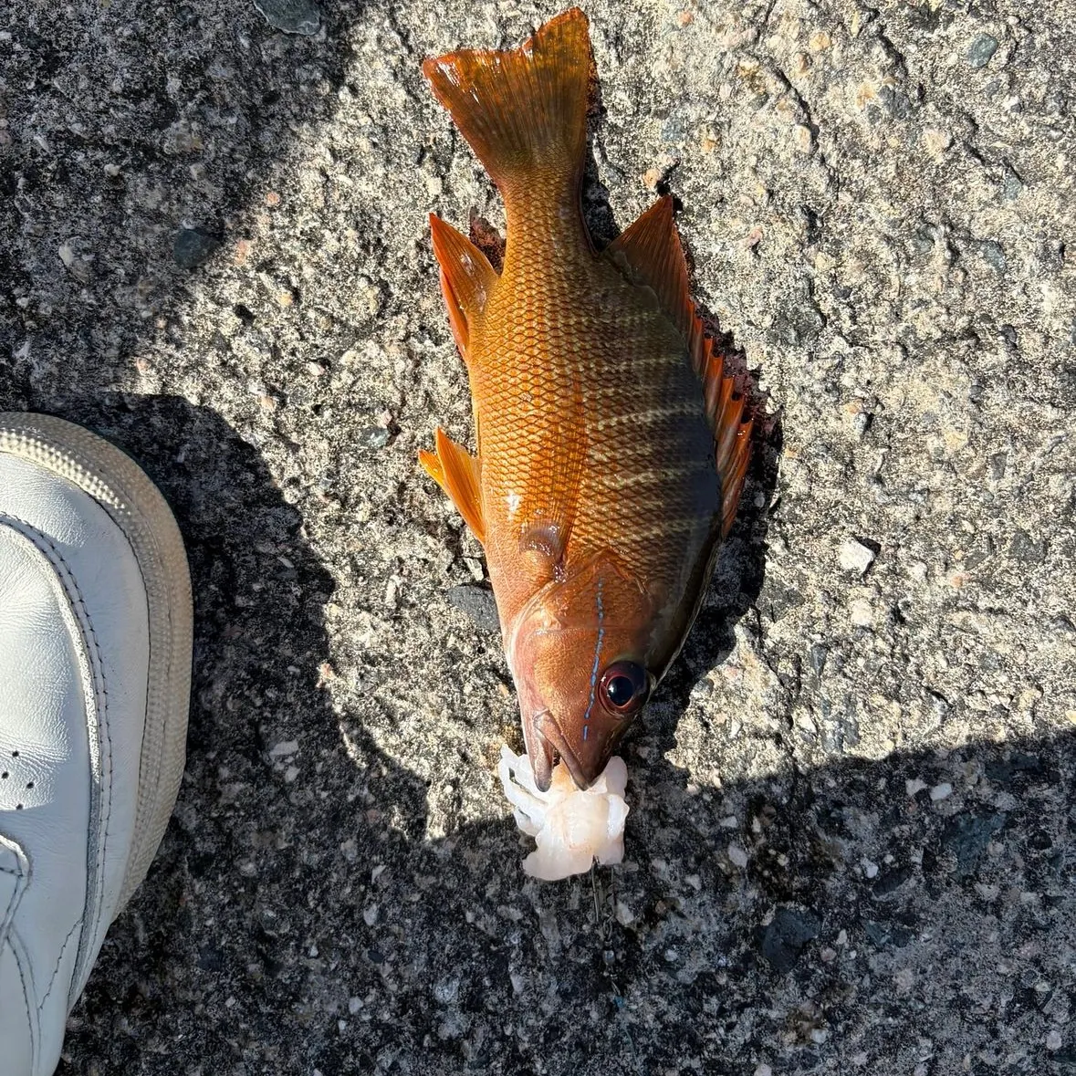 The most recent Cubera snapper catches on Fishbrain
