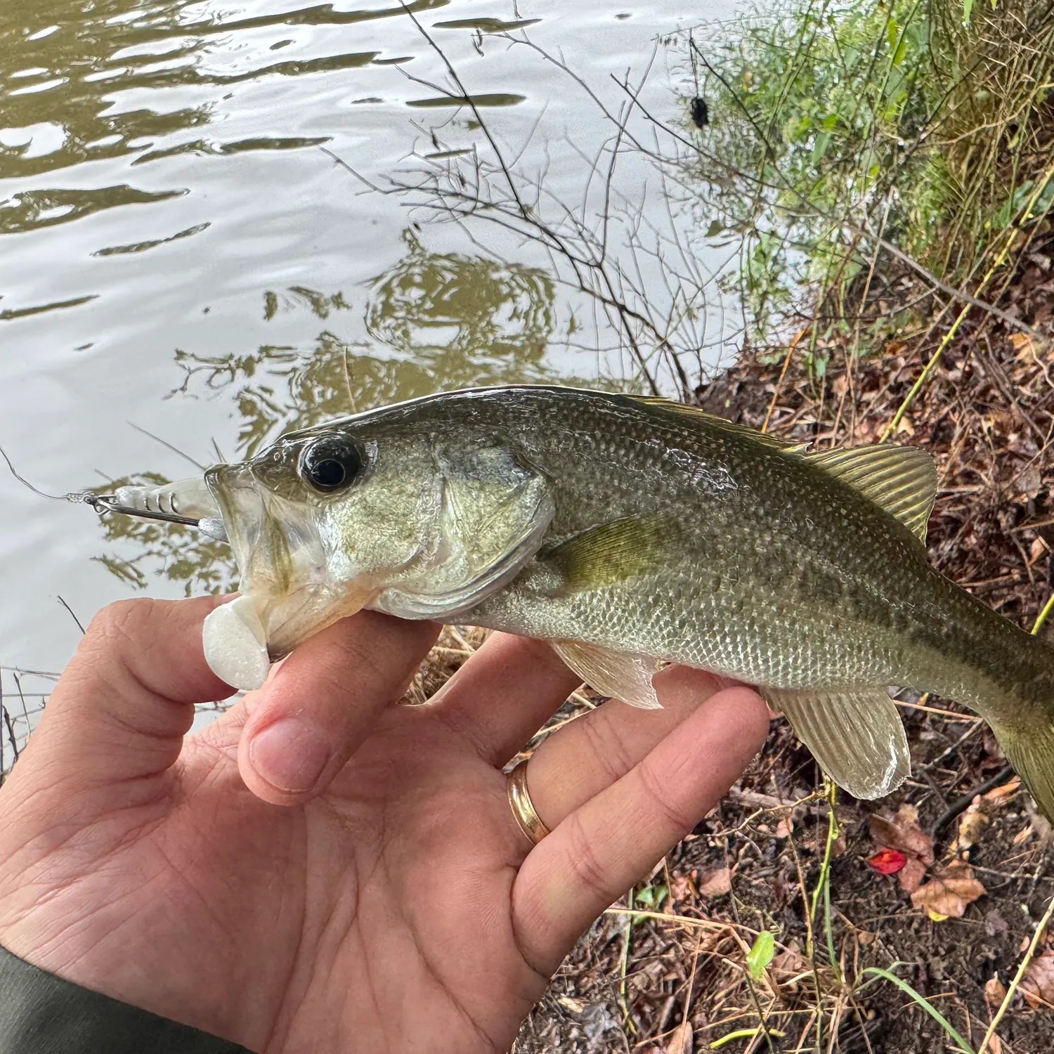 Largemouth bass caught on Fishbrain
