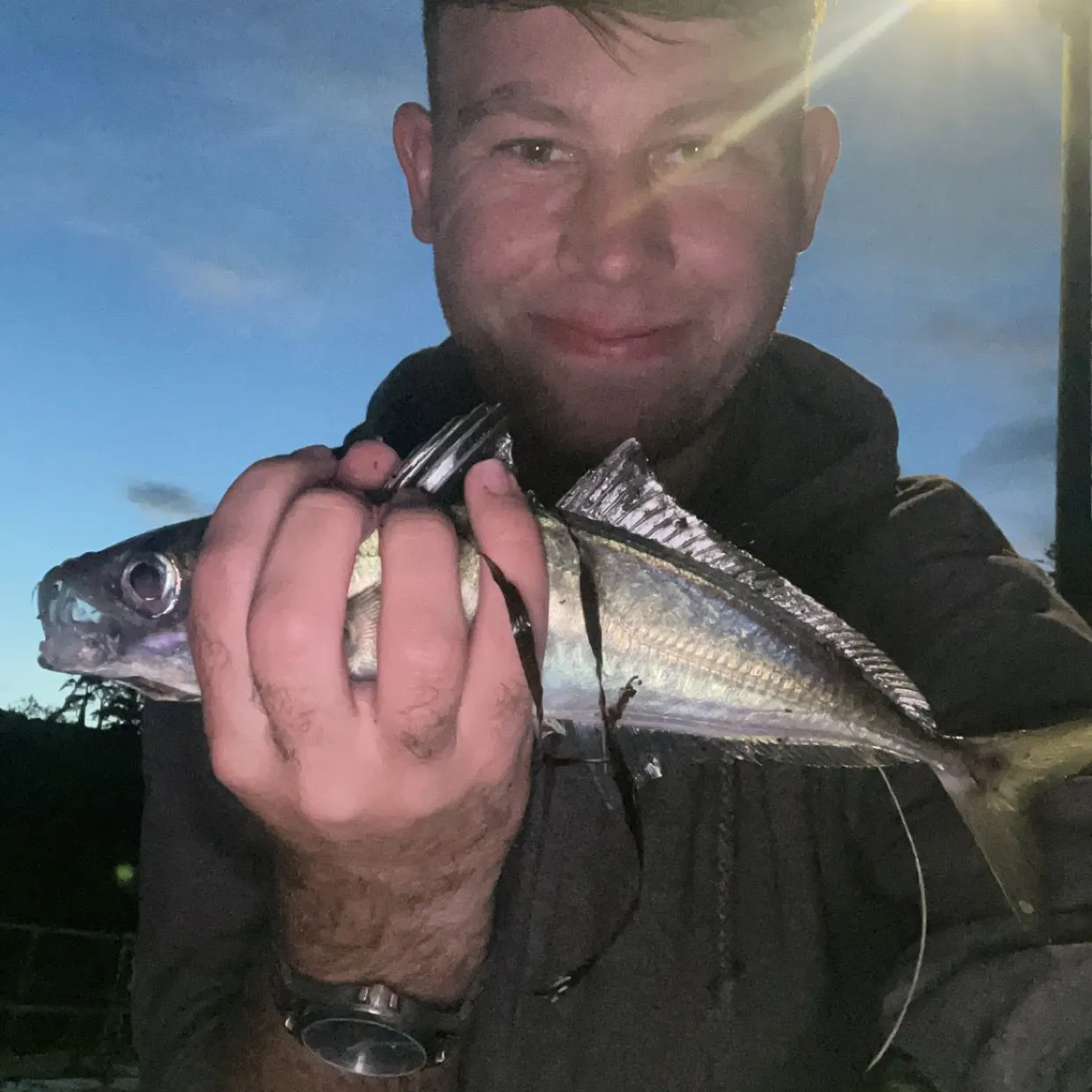 The most recent Mackerel scad catches on Fishbrain