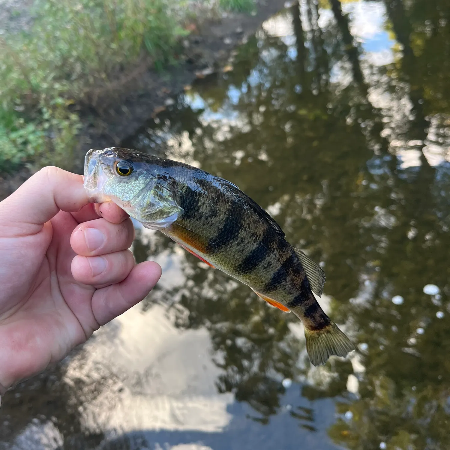 Yellow perch caught on Fishbrain