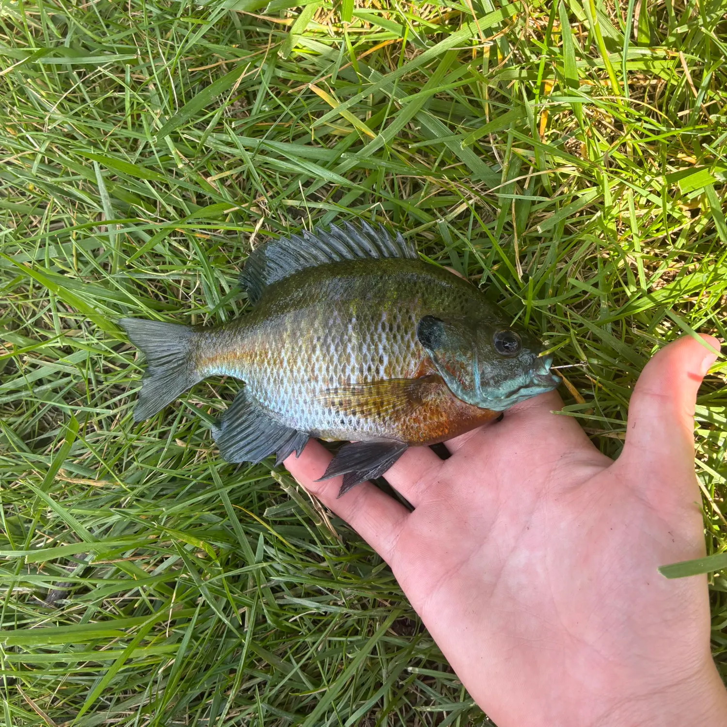 Bluegill caught on Fishbrain