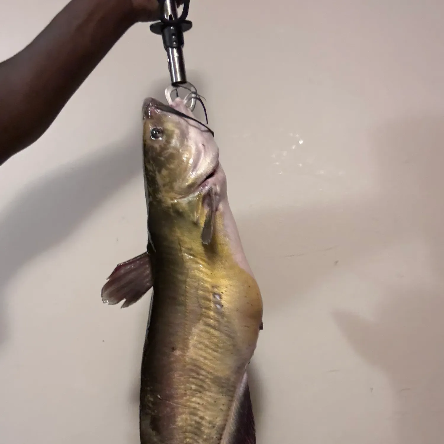 Channel catfish caught on Fishbrain