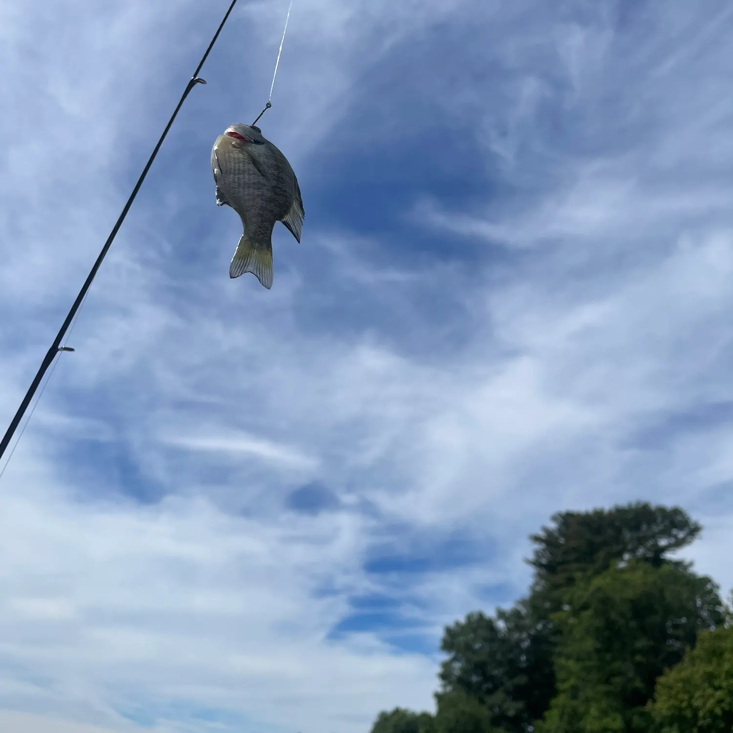 Bluegill caught on Fishbrain