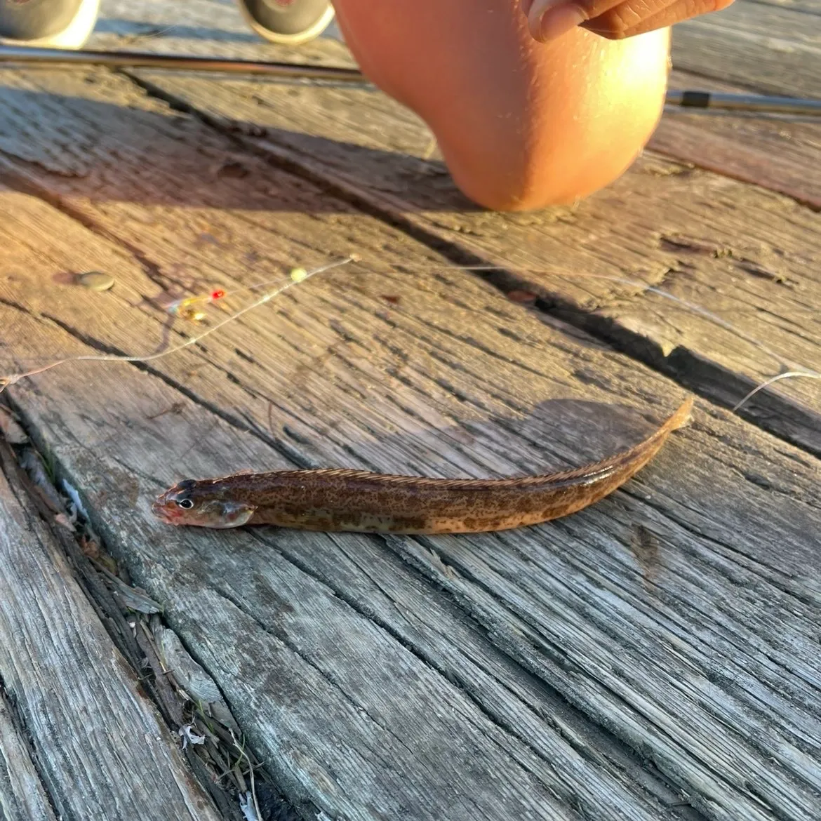 Fish caught on Fishbrain