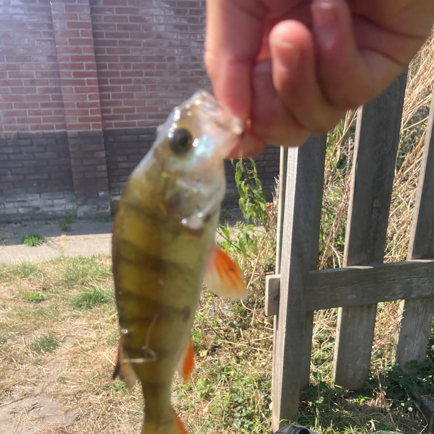 Fish caught on Fishbrain
