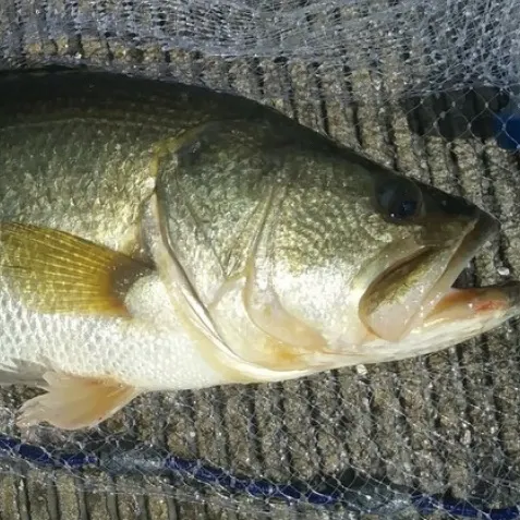 The most recent Whale shark catches on Fishbrain