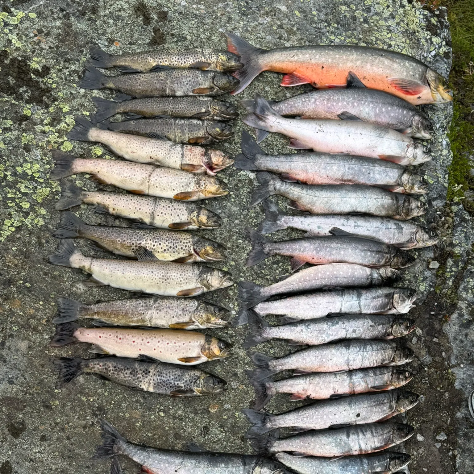 recently logged catches