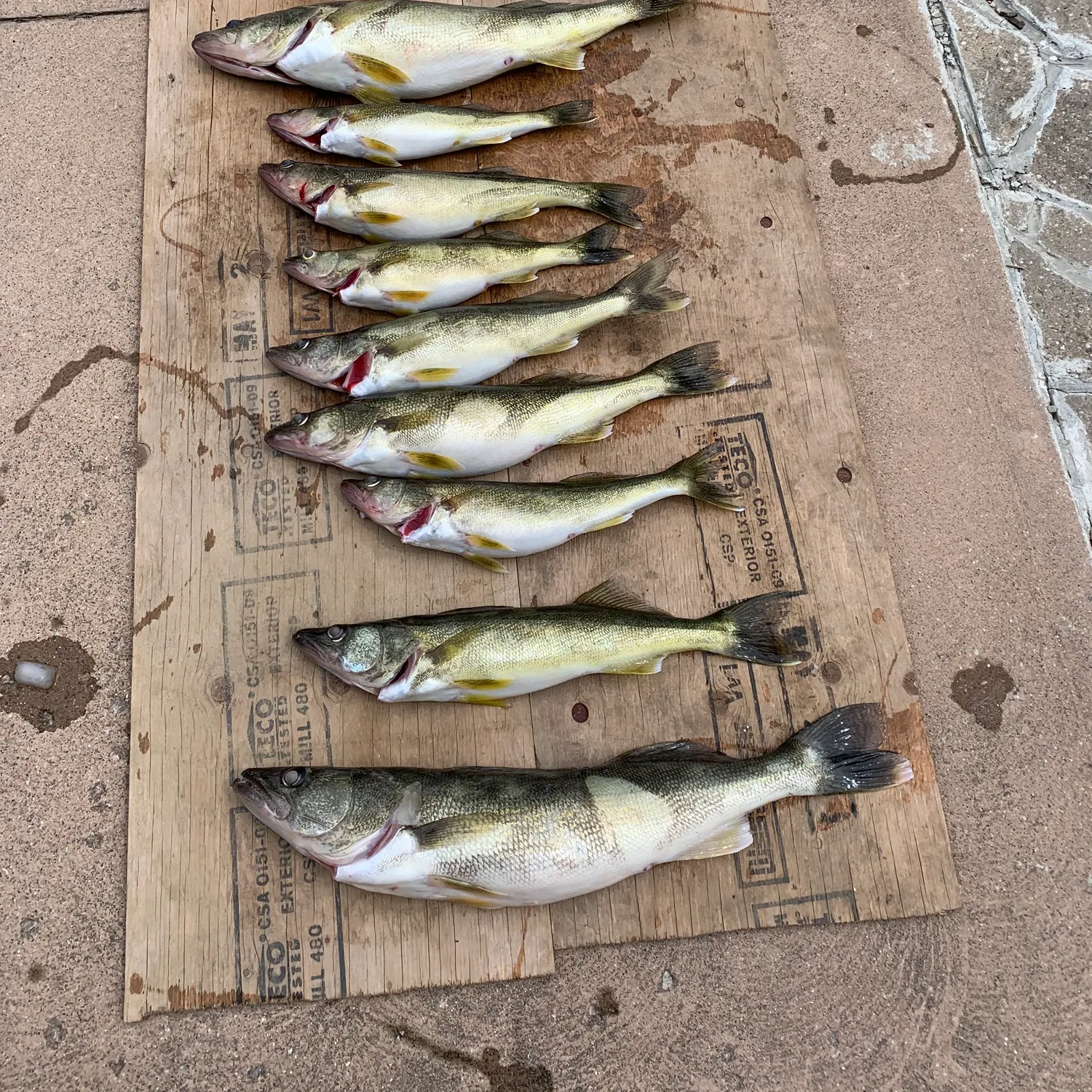 recently logged catches