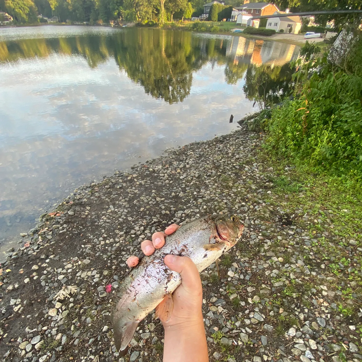 Rainbow trout caught on Fishbrain