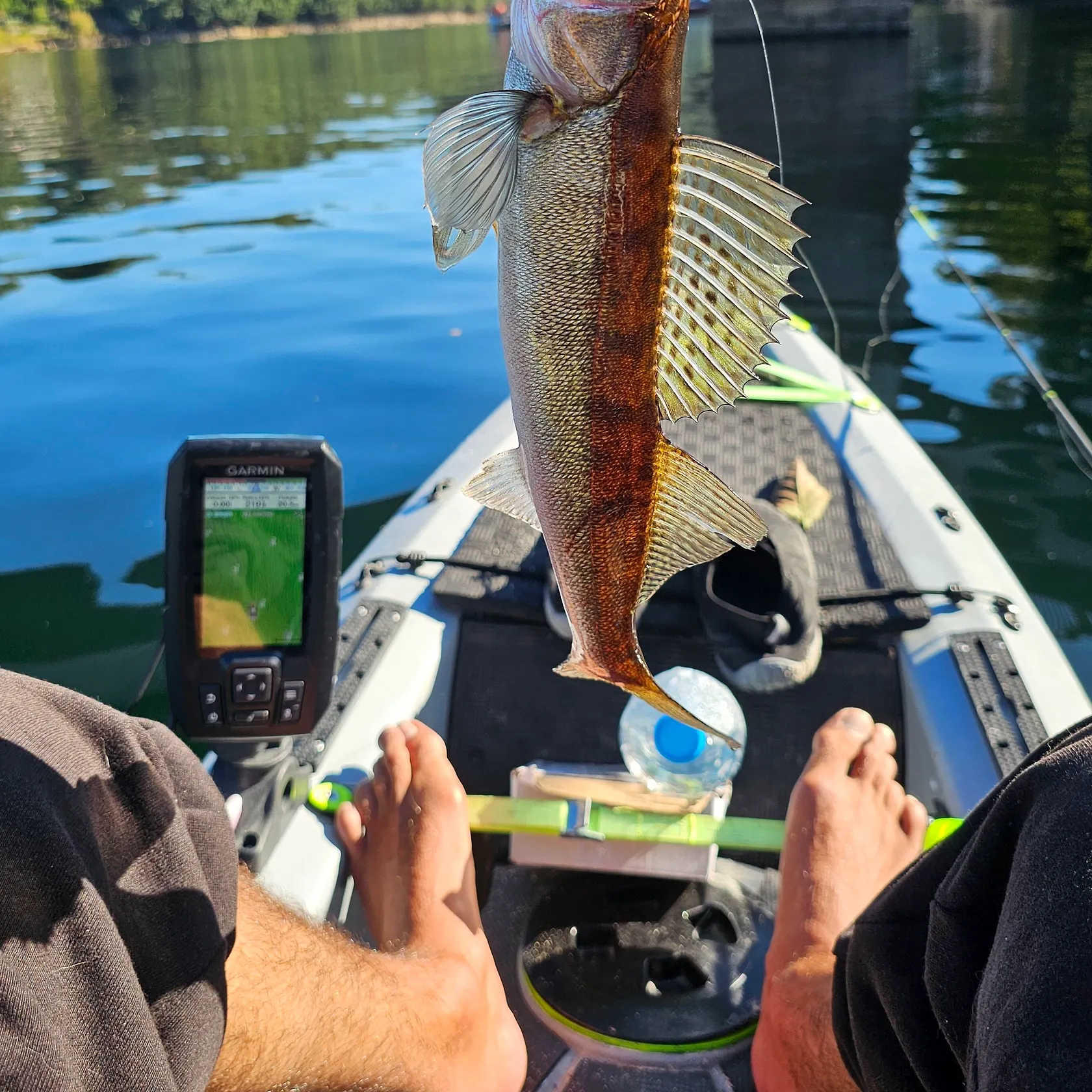 Zander caught on Fishbrain