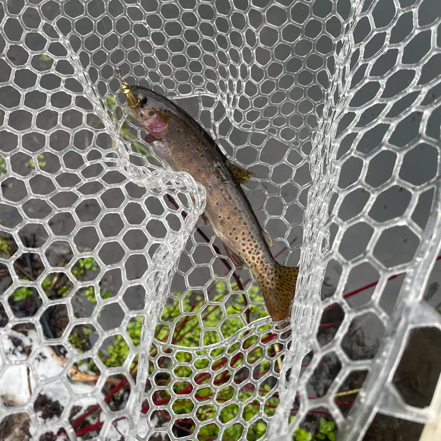 The most recent Cutthroat trout catches on Fishbrain