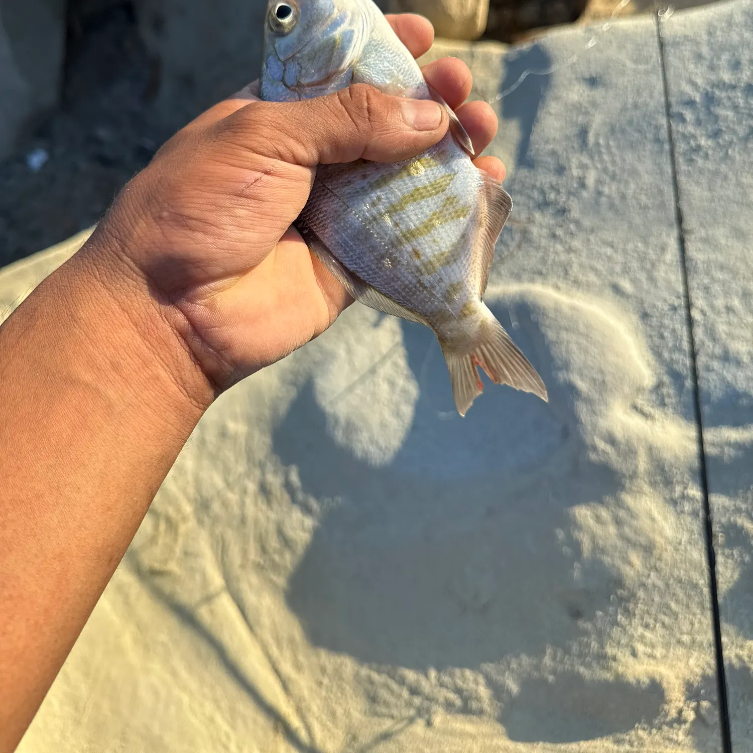 Barred surfperch caught on Fishbrain