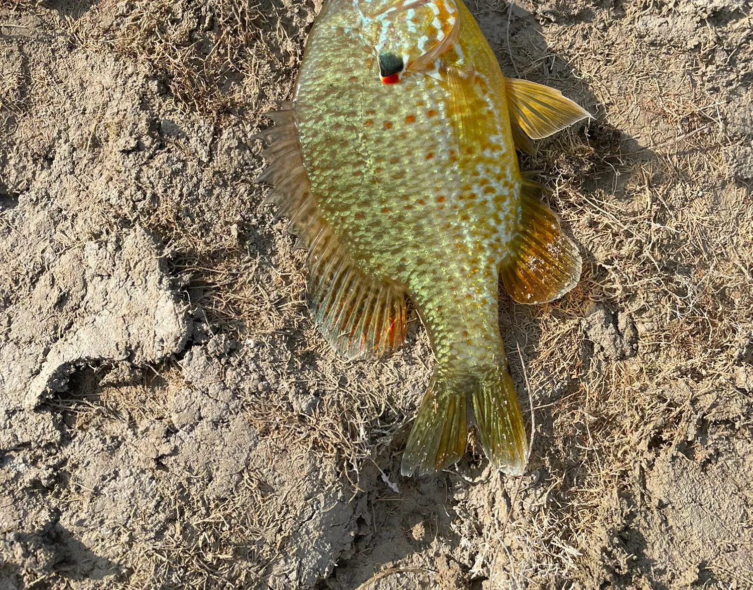 Orangespotted sunfish