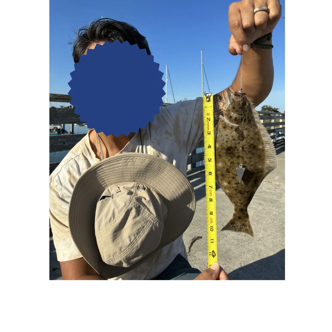 The most recent California halibut catches on Fishbrain