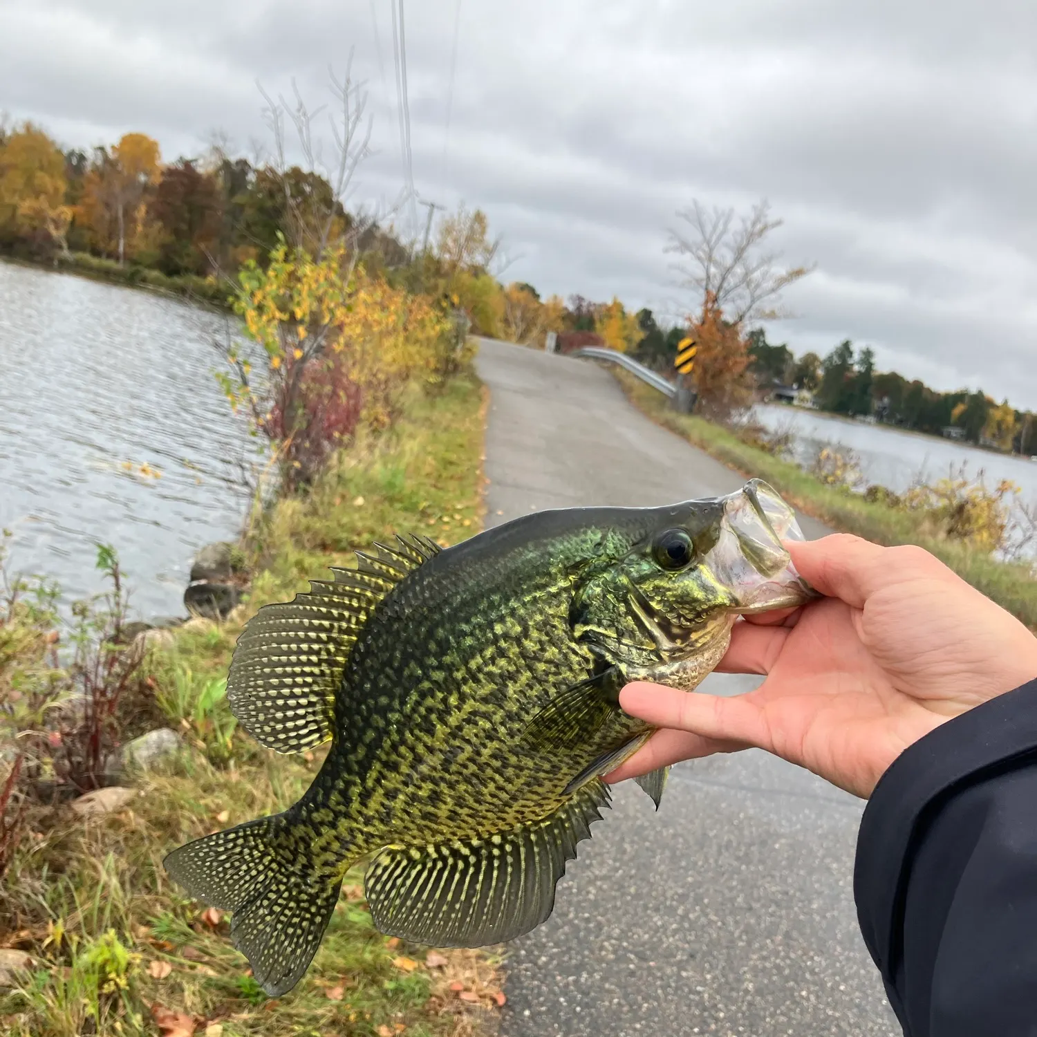Black crappie caught on Fishbrain