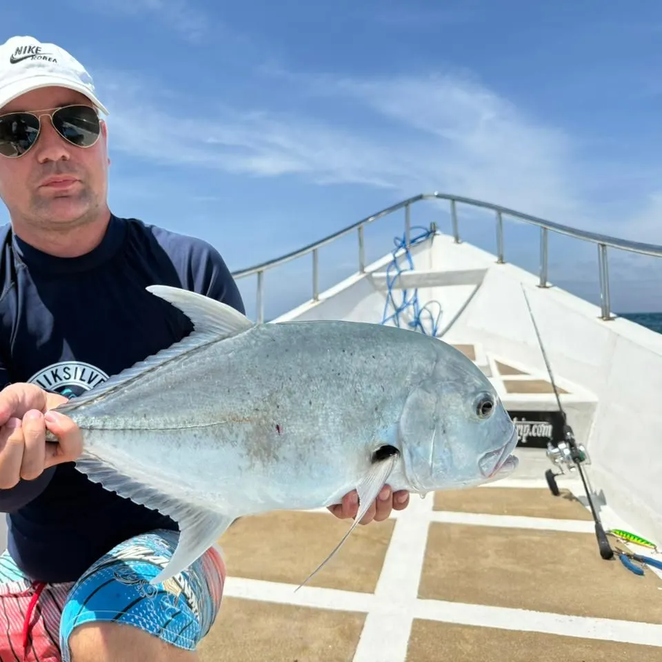 The most recent Giant trevally catches on Fishbrain