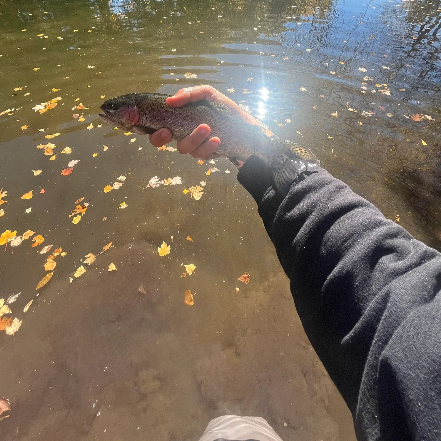 Rainbow trout caught on Fishbrain