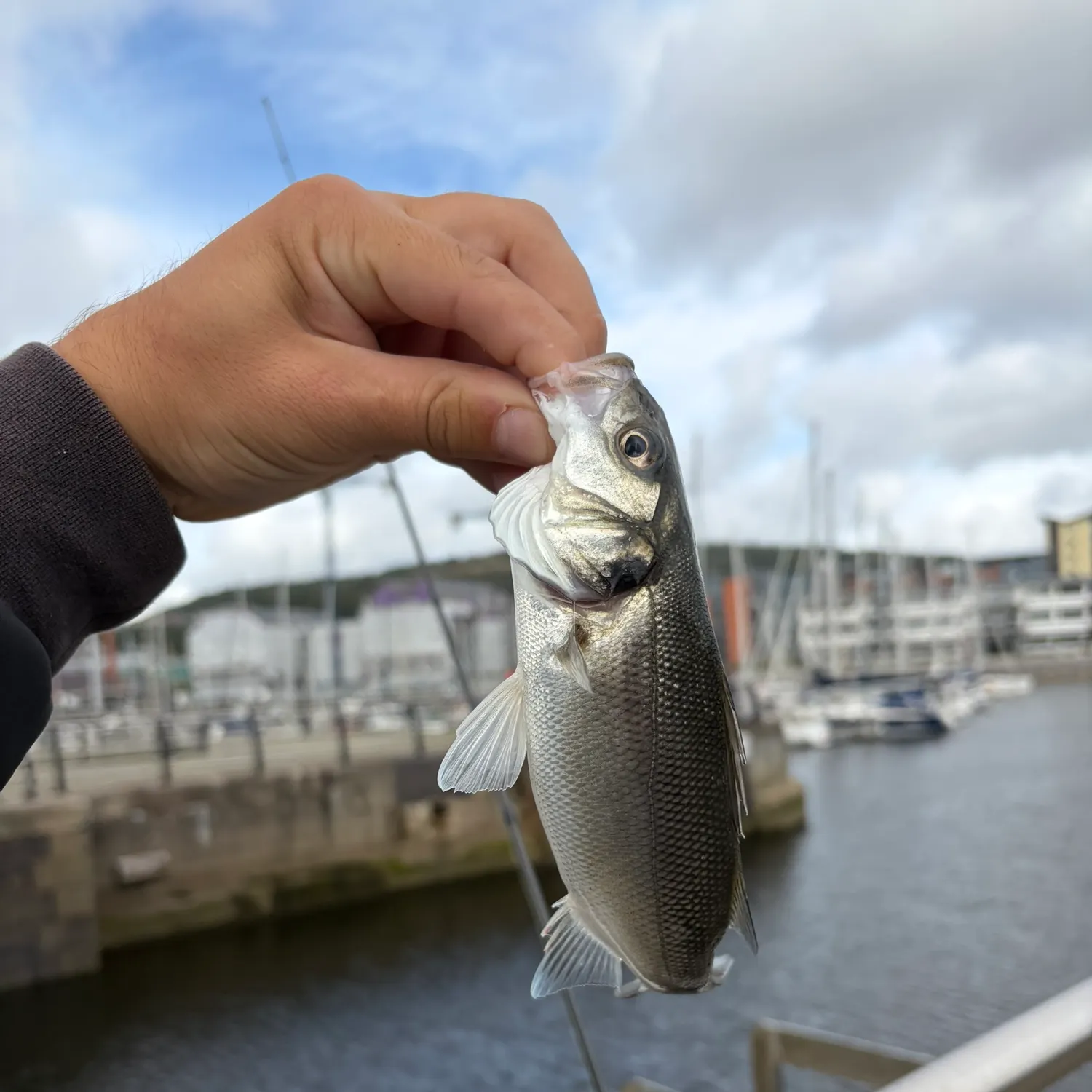The most recent European seabass catches on Fishbrain