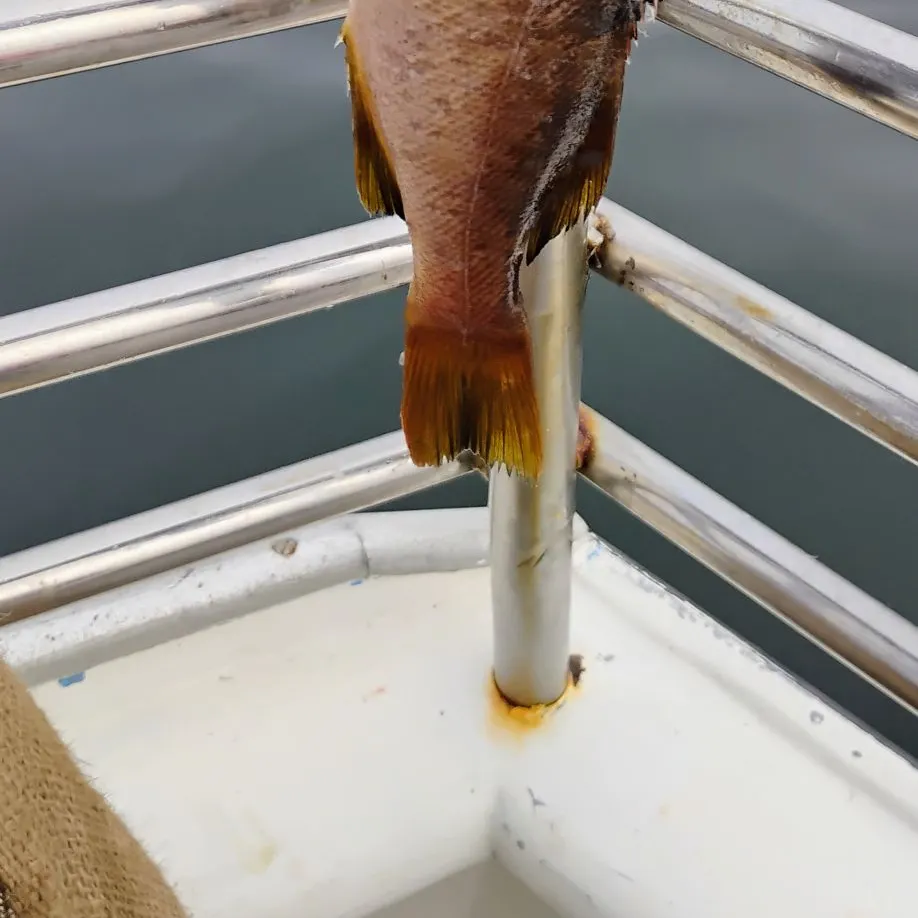 The most recent Yellowtail rockfish catches on Fishbrain