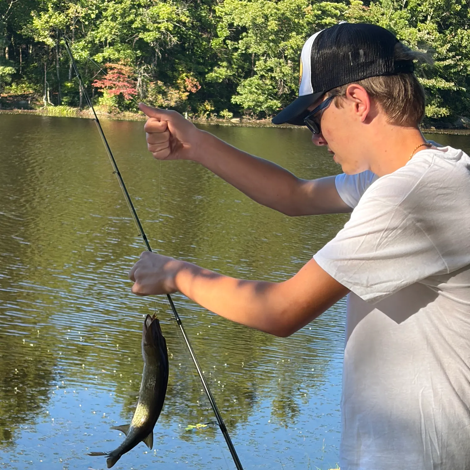 Chain pickerel caught on Fishbrain