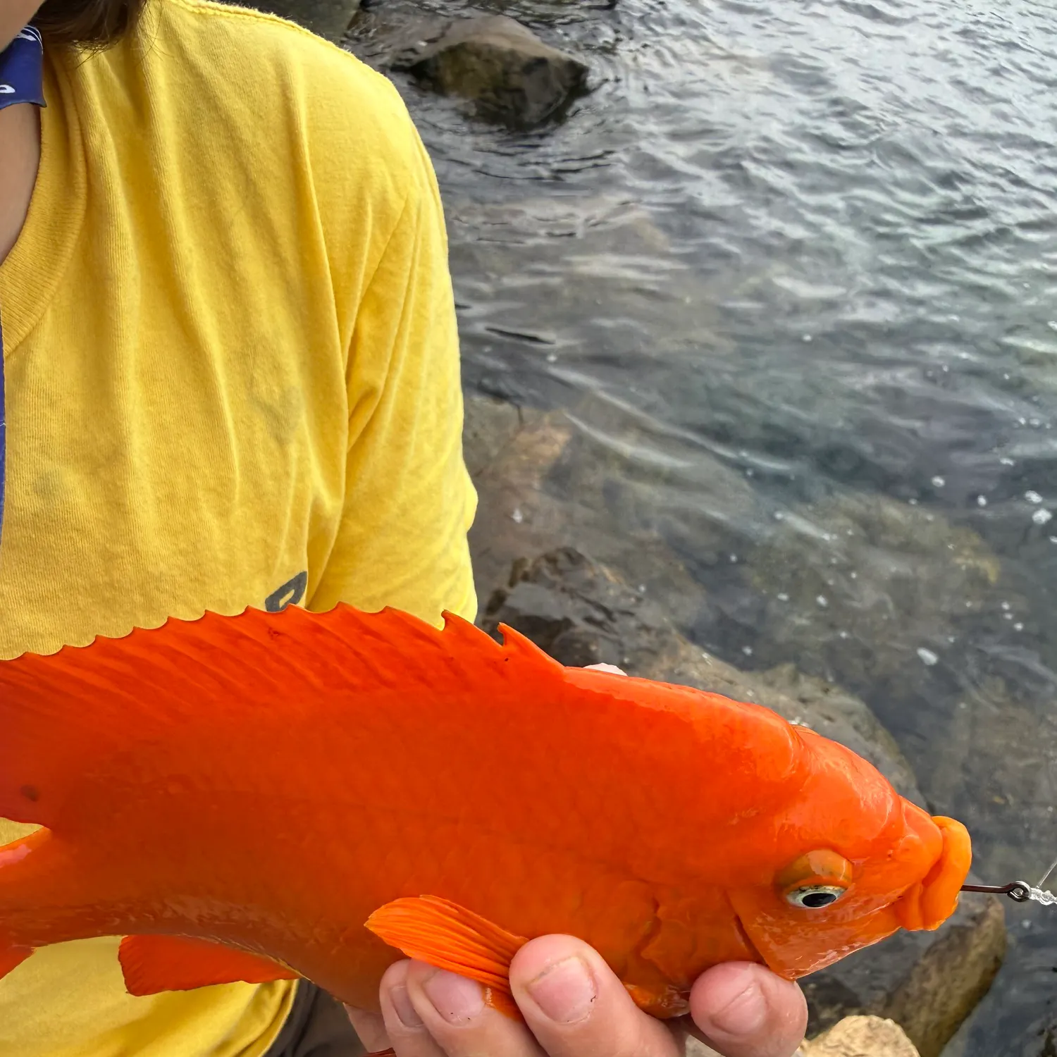 The most recent Garibaldi damselfish catches on Fishbrain