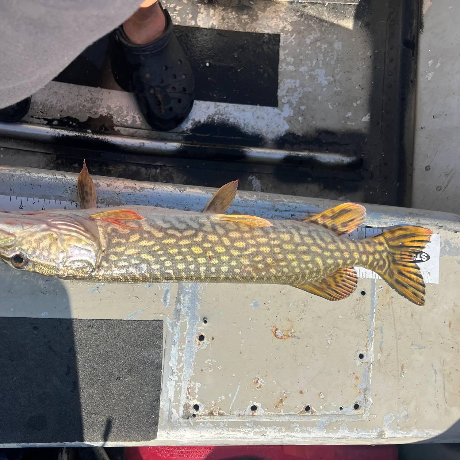 Northern pike caught on Fishbrain