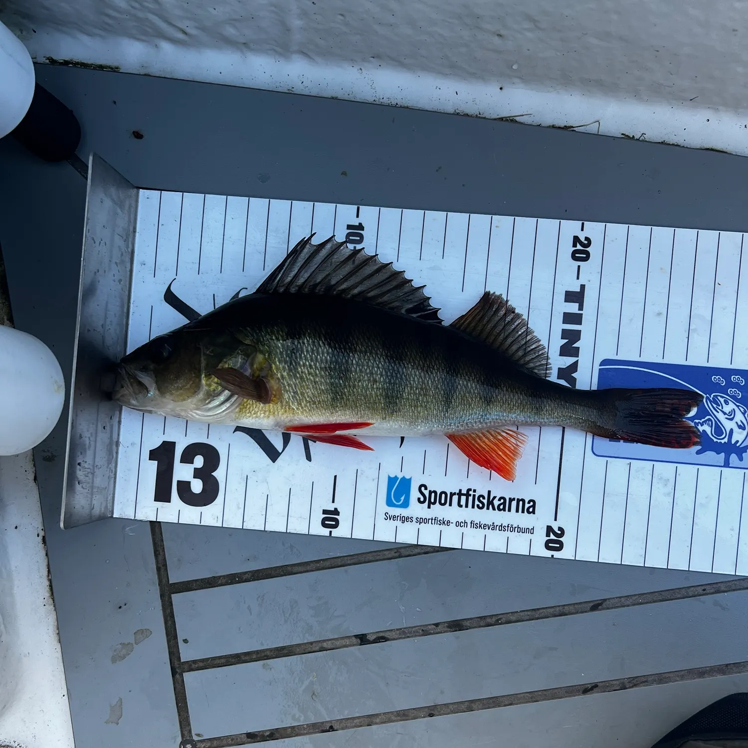 European perch caught on Fishbrain