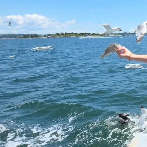 The most recent Finescale menhaden catches on Fishbrain