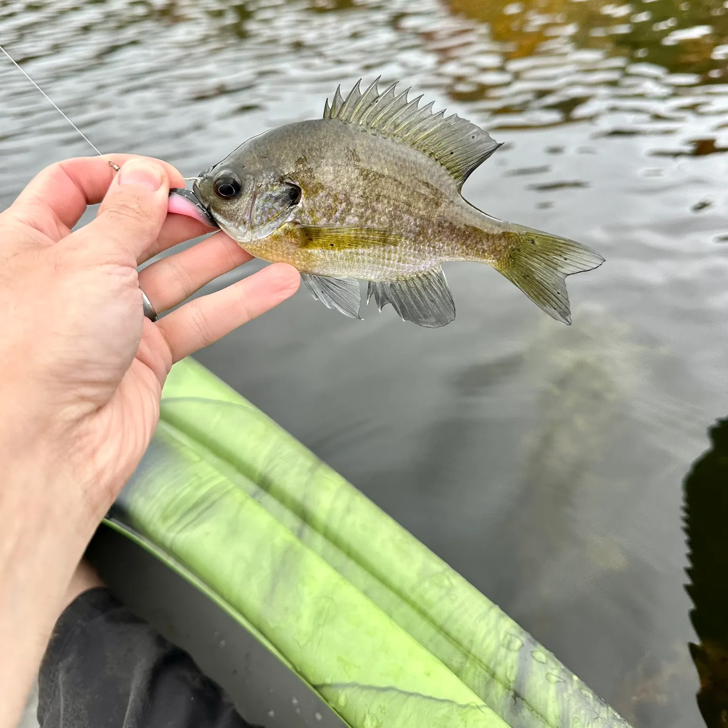 Bluegill caught on Fishbrain