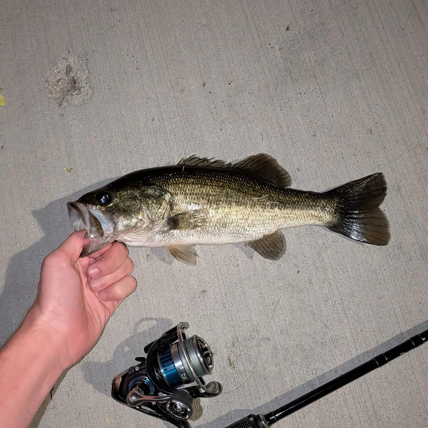 Largemouth bass caught on Fishbrain