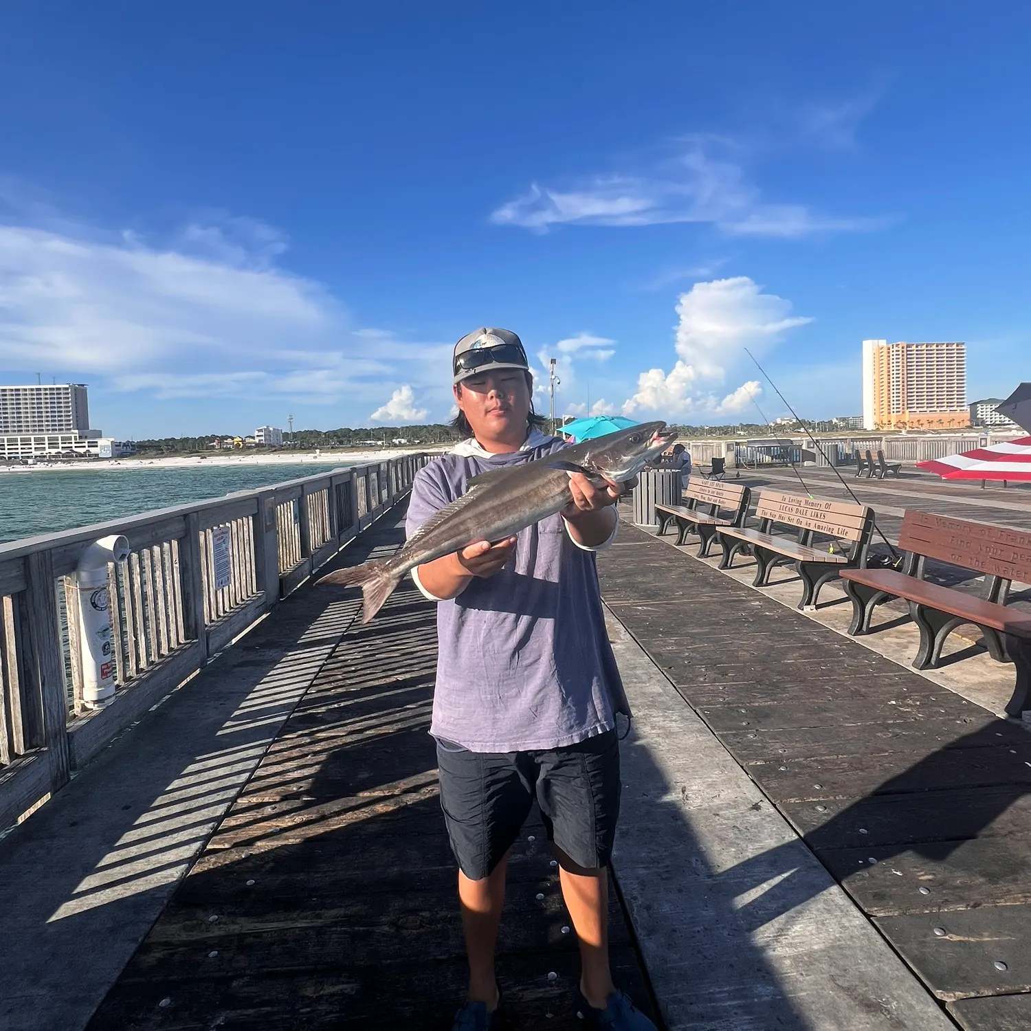 Cobia caught on Fishbrain