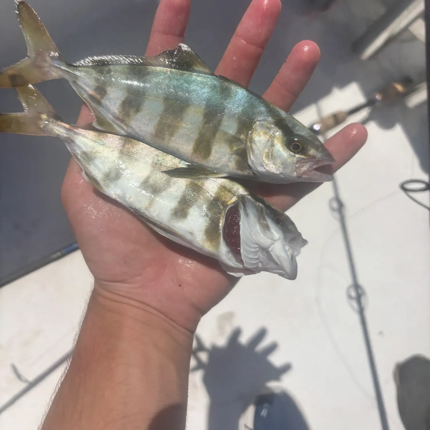 The most recent Banded Rudderfish catches on Fishbrain
