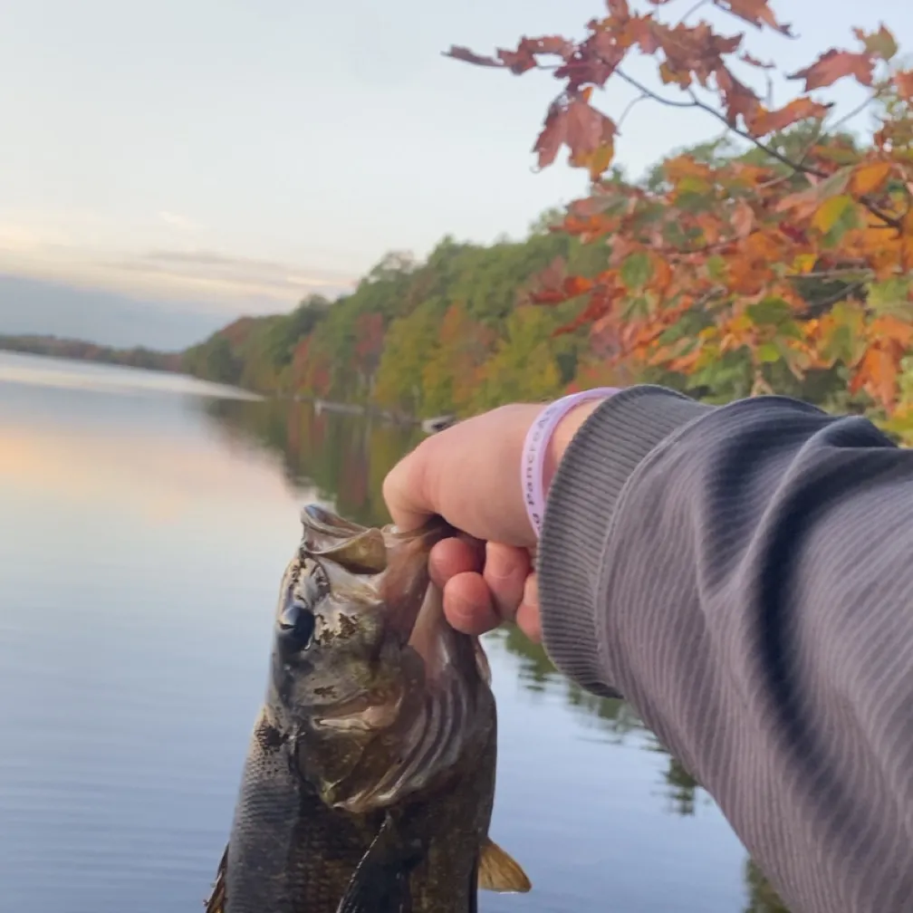 Smallmouth bass caught on Fishbrain