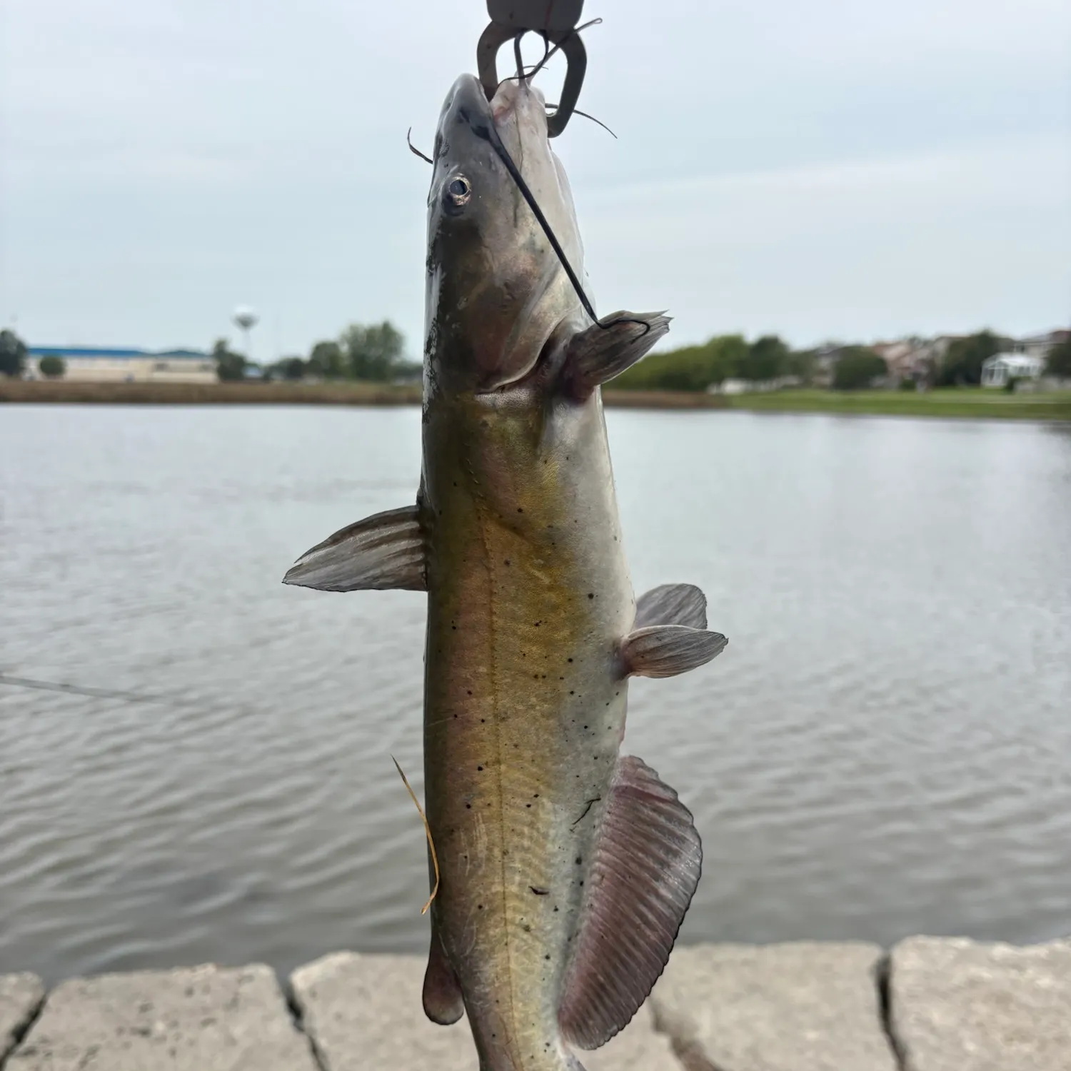 Channel catfish caught on Fishbrain