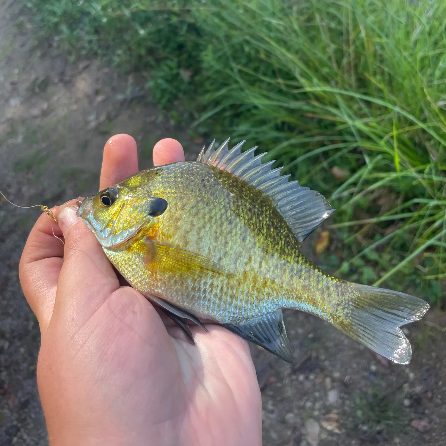 Bluegill caught on Fishbrain