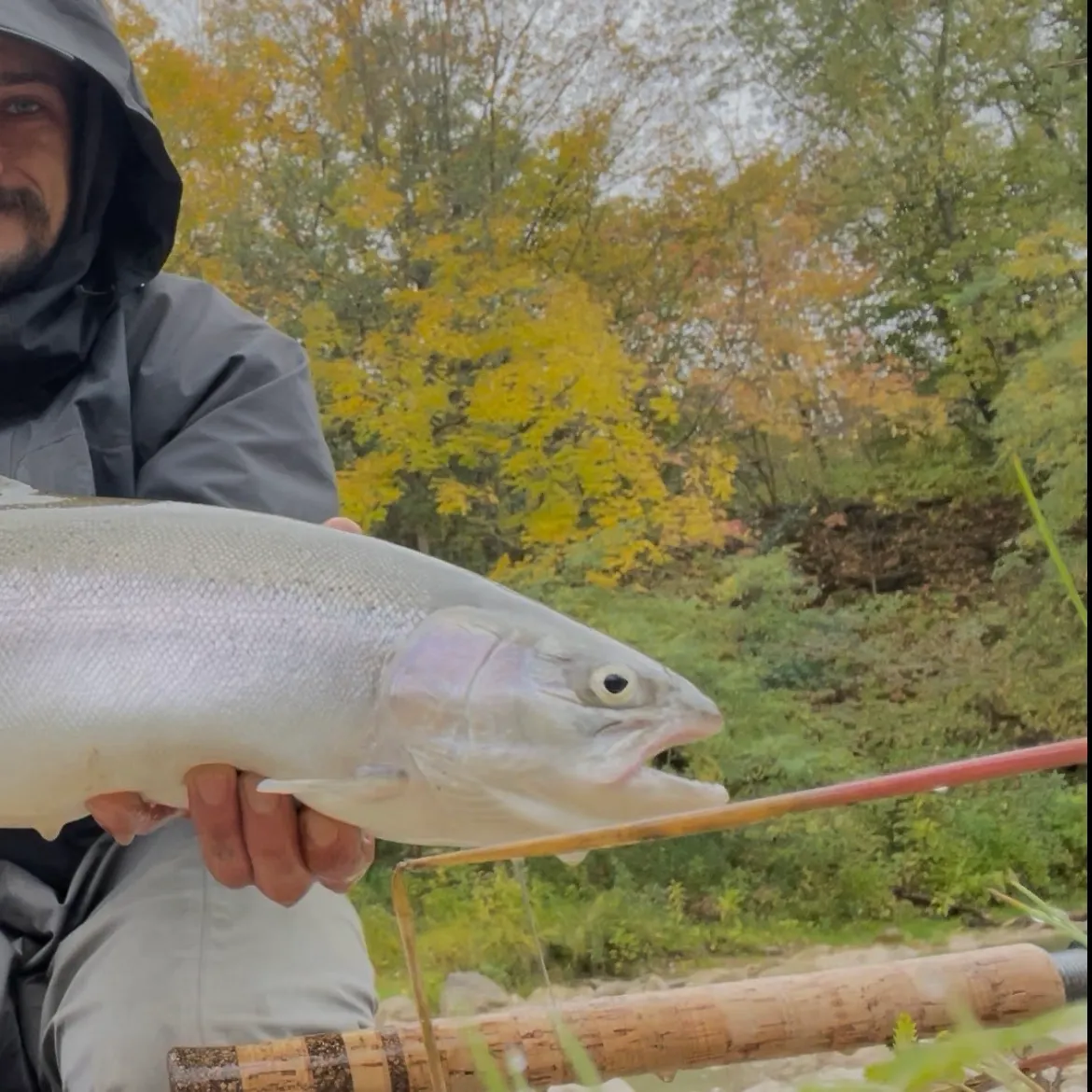 Steelhead caught on Fishbrain
