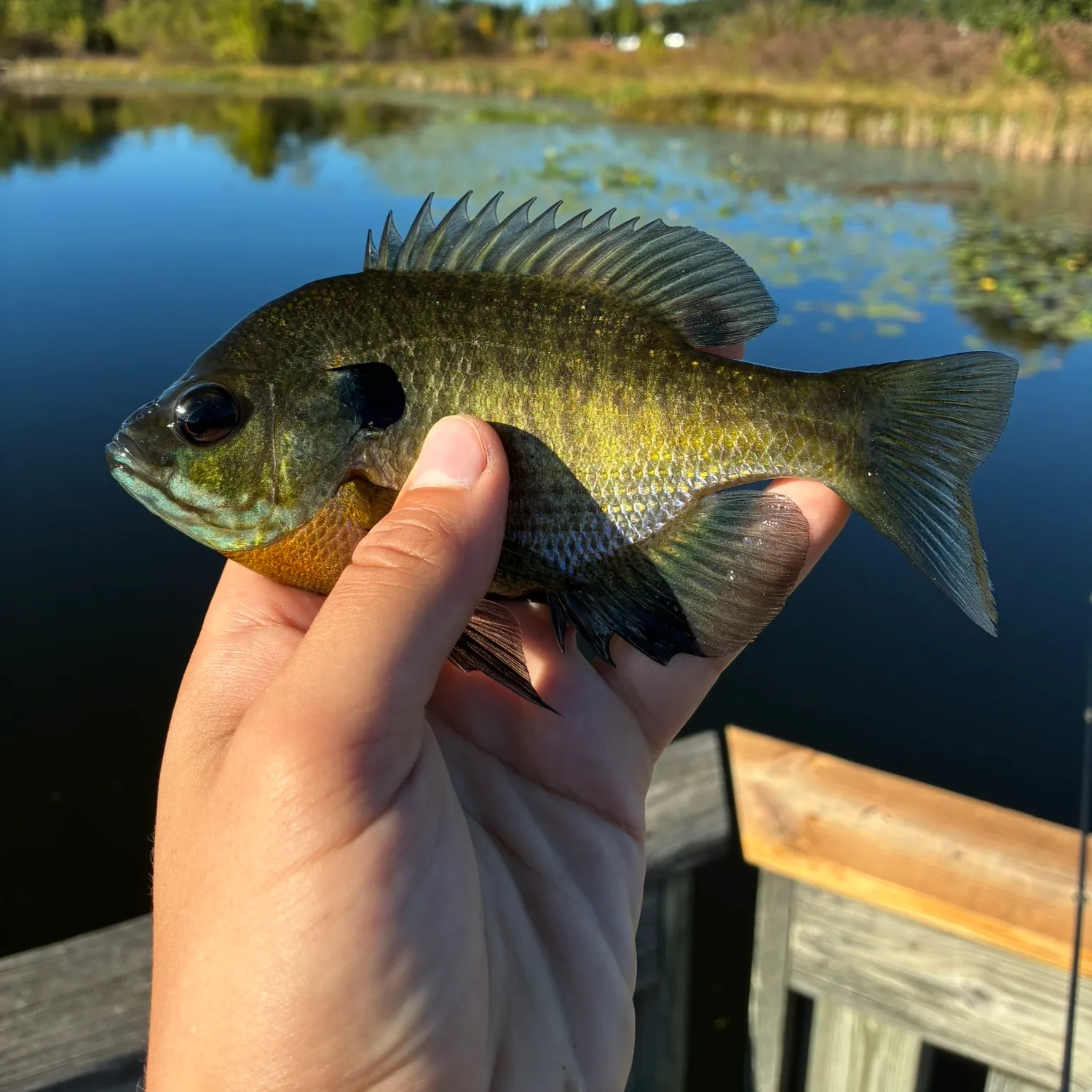 Bluegill caught on Fishbrain
