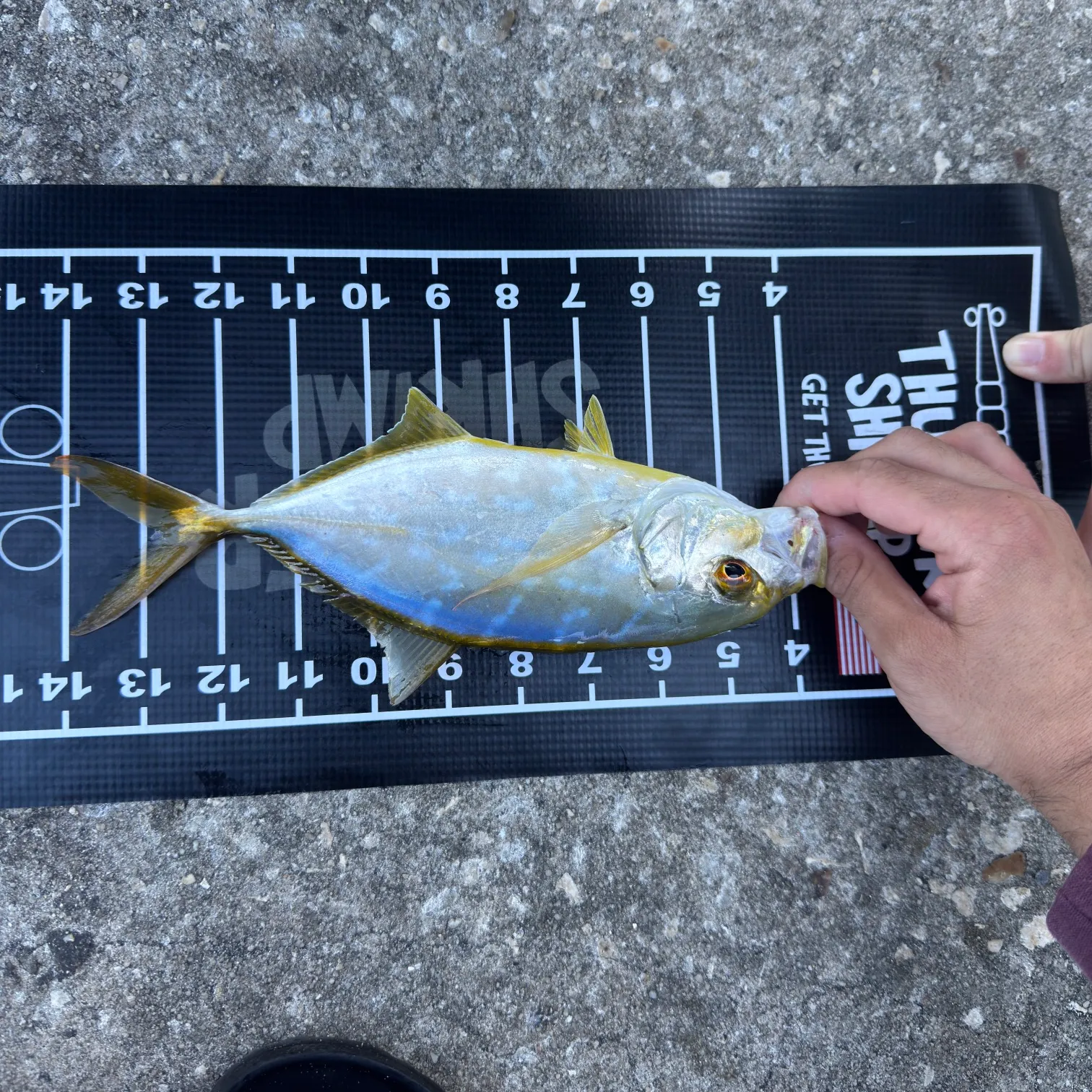 The most recent Yellow jack catches on Fishbrain