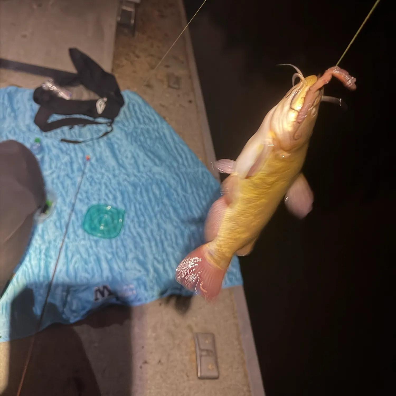 Brown bullhead caught on Fishbrain