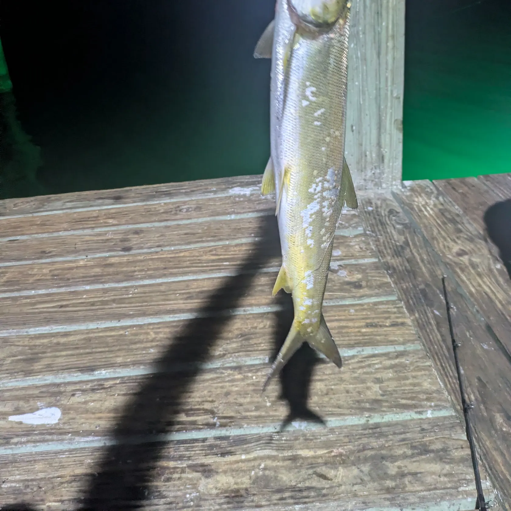 Ladyfish caught on Fishbrain