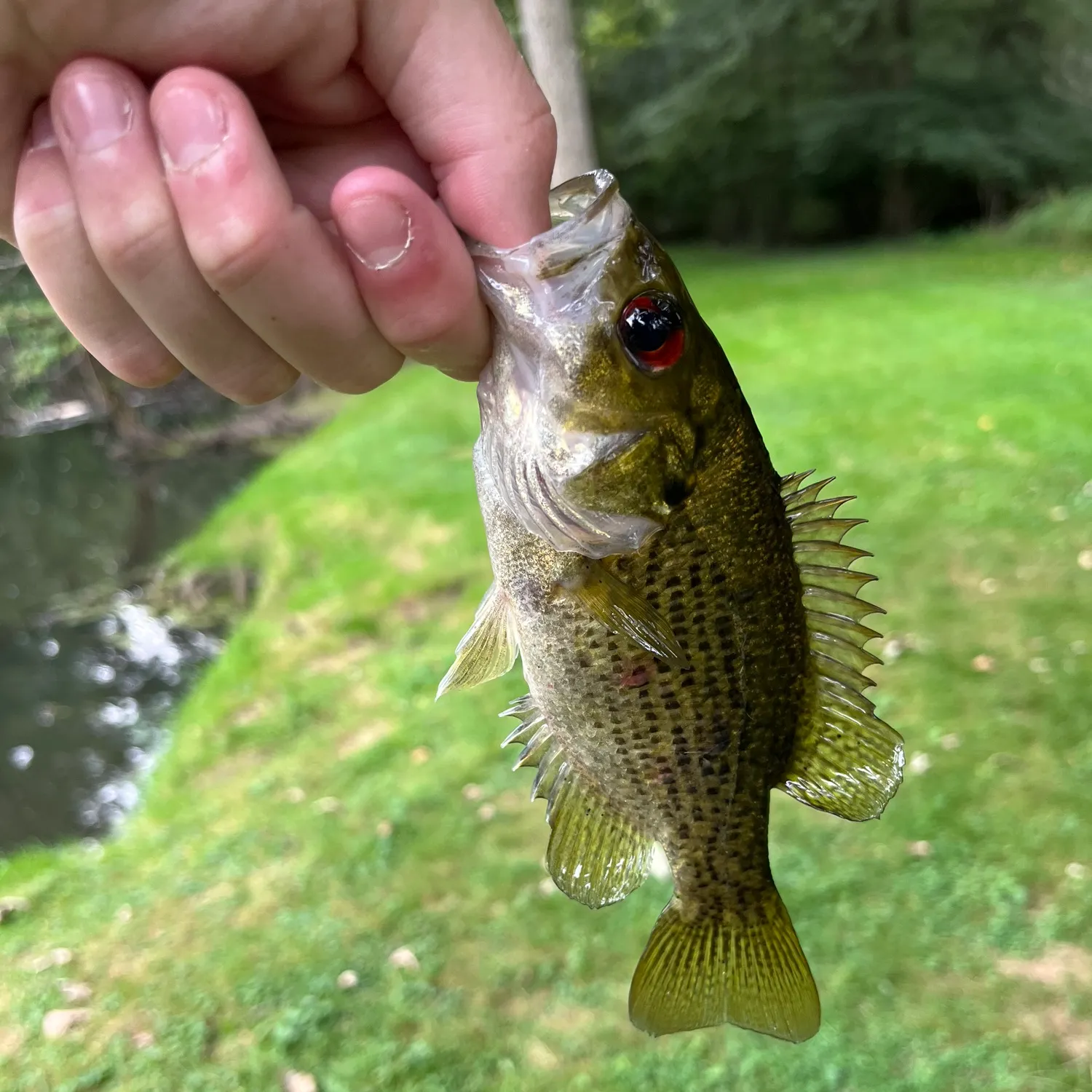 Rock bass caught on Fishbrain