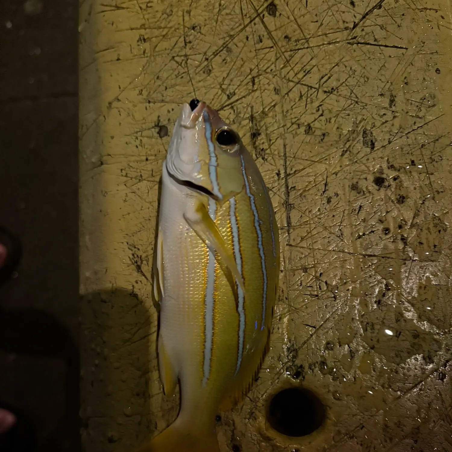 The most recent Common bluestripe snapper catches on Fishbrain