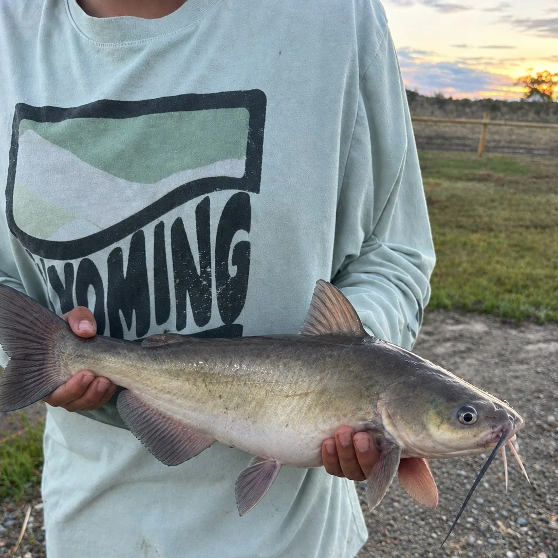 Channel catfish caught on Fishbrain