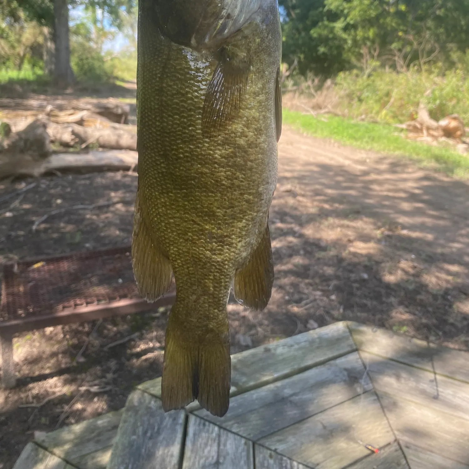 Smallmouth bass caught on Fishbrain