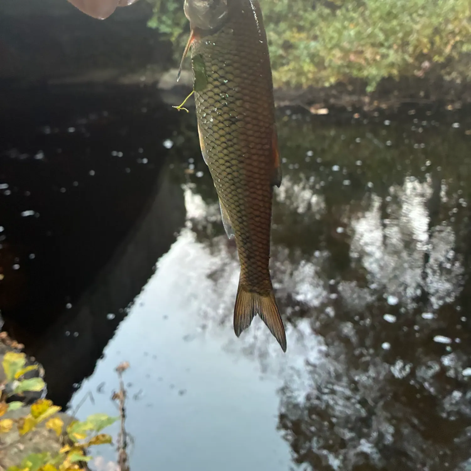 Fallfish caught on Fishbrain