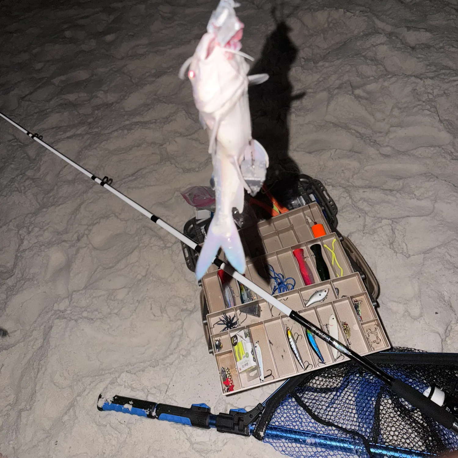 The most recent White sea catfish catches on Fishbrain