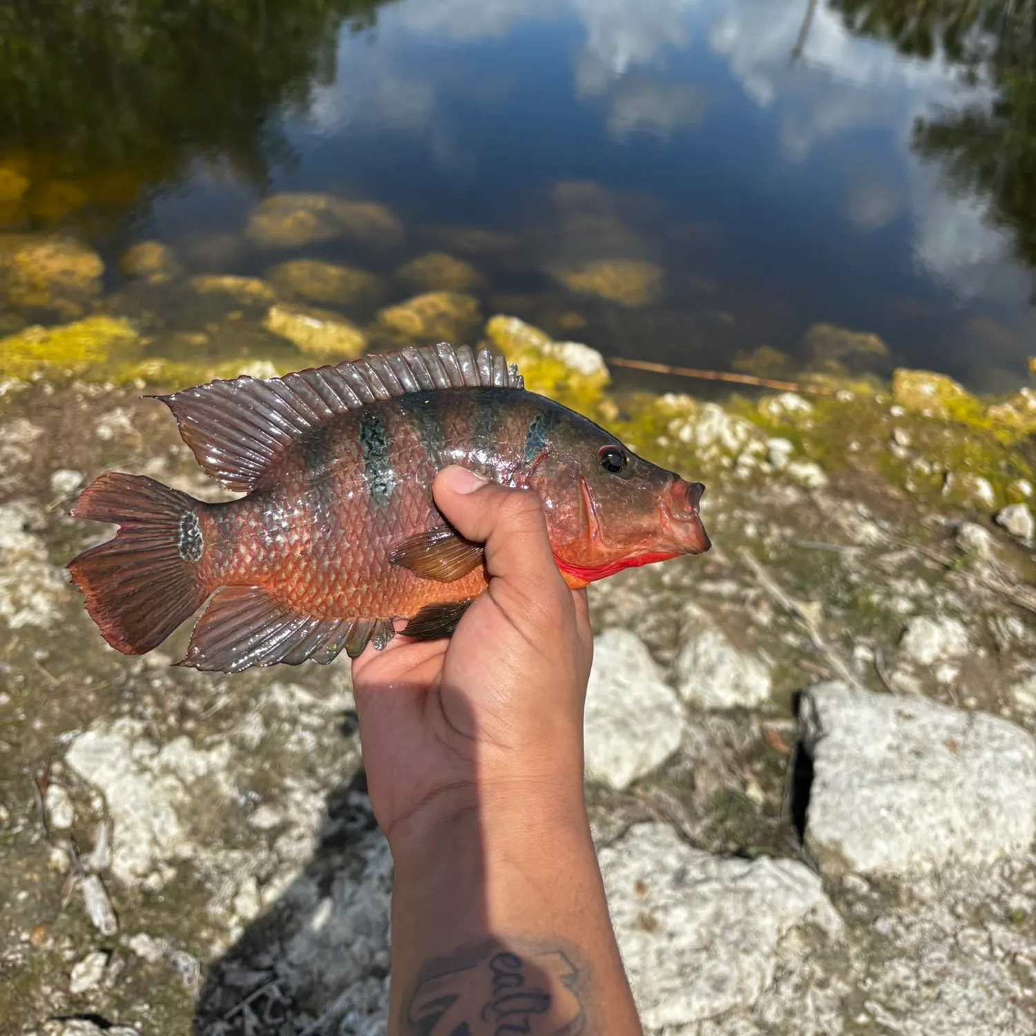 The most recent Mayan cichlid catches on Fishbrain