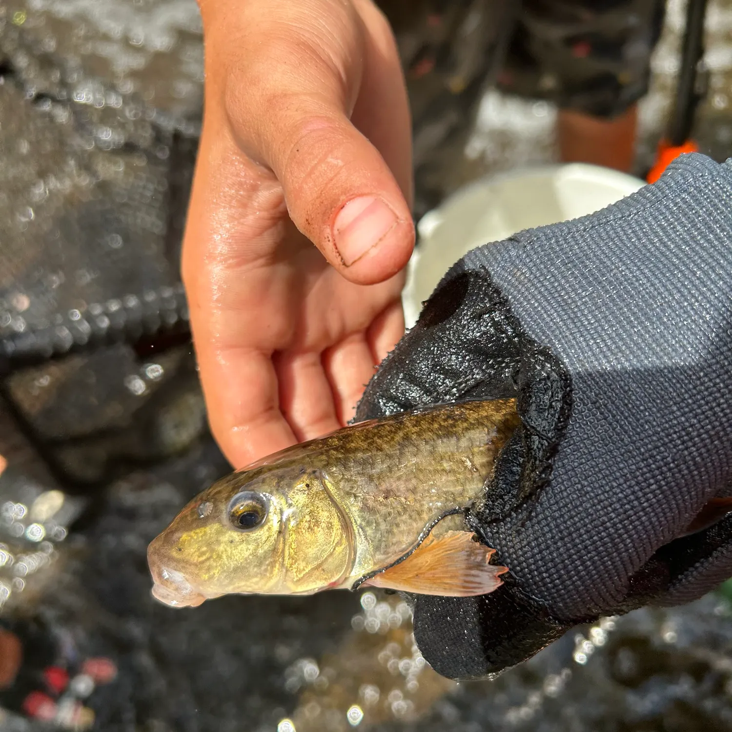 The most recent Northern hogsucker catches on Fishbrain